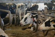 Agricultores y ganaderos piden cautela y tener m&aacute;s informaci&oacute;n de fuentes oficiales respecto al virus Shamonda