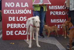 Animalistas protestan contra la "infame" enmienda del PSOE que excluye a perros de caza de la ley de bienestar animal