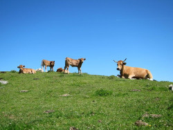 Asturias matar&aacute; dos lobos en Picos de Europa