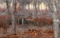 Atropellan a uno de los ocho ejemplares de lince ib&eacute;rico liberadas en el Cerrato palentino y los autores huyen