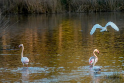 Bruselas da un ultim&aacute;tum a Espa&ntilde;a para corregir los da&ntilde;os en Do&ntilde;ana antes de acudir al TJUE para pedir multa