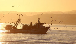 Bruselas propone una reducción drástica de la pesca de bacalao en el Báltico