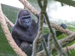 Cab&aacute;rceno recibe a Xetsa, una gorila procedente del Zoo de Frankfurt