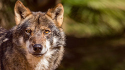 Cantabria acusa al MITECO de querer "amordazar" a las CCAA tras demostrar que la conservaci&oacute;n del lobo es "favorable"