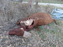 Cantabria convoca ayudas por casi 190.000 euros para prevenir los da&ntilde;os del lobo y el oso
