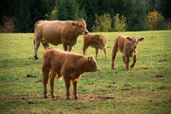  Cantabria implementar&aacute; para Navidad las ayudas por la muerte de vacas por la enfermedad hemorr&aacute;gica
