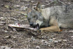 CyL reconoce una expansi&oacute;n del lobo en el noroeste de Espa&ntilde;a y culpabiliza al Gobierno