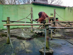 Dean y Proyecto Gran Simio critican las "condiciones inaceptables" de los animales en el Zoo de Santillana del Mar