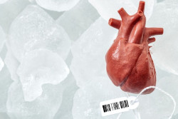 Desarrollan una nueva tecnolog&iacute;a que consigue restaurar la funci&oacute;n de c&eacute;lulas y &oacute;rganos en cerdos despu&eacute;s de la muerte