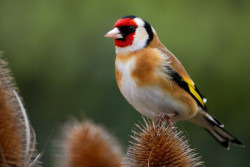 Descienden un 19% las aves invernantes en Espa&ntilde;a en 2023 respecto a 1998, seg&uacute;n SEO/BirdLife