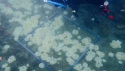 Detectan la medusa Cassiopea andromeda en Almer&iacute;a, el hallazgo "m&aacute;s occidental" en el Mediterr&aacute;neo