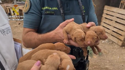 Detenida una persona y otra investigada por tener 39 perros y seis cachorros en malas condiciones en Gran Canaria