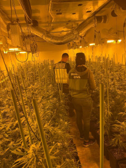 Detenidas 23 personas en Madrid y Toledo por cultivo de marihuana y blanqueo de dinero en apuestas deportivas