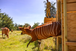 DHL Express se al&iacute;a con Tusk para llevar 17 ant&iacute;lopes bongo en peligro de extinci&oacute;n de Florida a Kenia