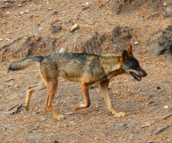 Disparidad de decisiones en las comunidades `loberas` tras rebajarse la protecci&oacute;n al lobo