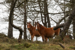 Dos caballos se escapan y llegan al Parque Pintores Monta&ntilde;eses de La Albericia