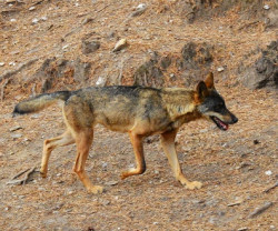 Ecologistas critican la "disparidad judicial" sobre el lobo: se pueden matar  en Cantabria pero no en Galicia