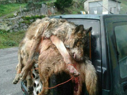 Ecologistas en Acci&oacute;n exige a Galicia, Asturias, Cantabria y CyL que protejan ya al lobo