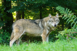 Ecologistas en Acci&oacute;n y ARCA abandonan el Grupo de Trabajo de la Mesa del Lobo tras el inicio de las extracciones