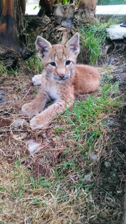 El 70% de los espa&ntilde;oles cree que los animales silvestres tienen que estar igual de protegidos que los de compa&ntilde;&iacute;a