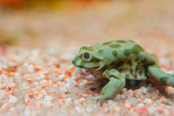 El acuario Poema del Mar (Gran Canaria) incorpora varios ejemplares de rana del Titicaca a su t&uacute;nel de anfibios