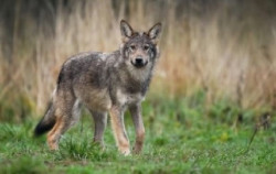 El Constitucional admite a tr&aacute;mite el recurso del Defensor del Pueblo contra la caza del lobo