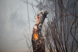 El fuego mantiene activos 40 focos en Espa&ntilde;a, mientras se intensifica la ayuda internacional y de otras CCAA