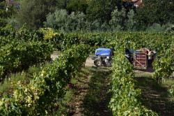 El Gobierno activa la cosecha en verde de uva de vinificaci&oacute;n con un presupuesto de 21,4 millones de euros