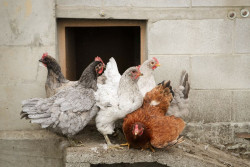 El Gobierno ampl&iacute;a el confinamiento de aves de cr&iacute;a a todas las granjas de Espa&ntilde;a por la gripe aviar