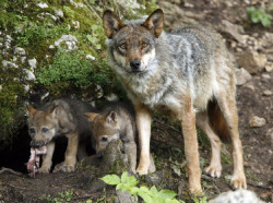 El Gobierno termina el censo de poblaci&oacute;n de lobos y concluye: "En Espa&ntilde;a hay menos lobos que linces"