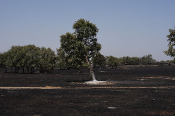 El incendio de Cip&eacute;rez, el m&aacute;s grande de la historia de Salamanca tras arrasar unas 10.500 hect&aacute;reas