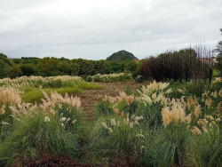 El Parlamento insta a Cantabria a actualizar la Estrategia de Control y Erradicaci&oacute;n de las Especies Invasoras