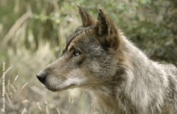 El PP quiere volver a limitar la protecci&oacute;n del lobo en el LESPRE solo al sur del Duero, como estaba hasta hace un a&ntilde;o