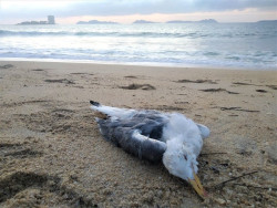 El proyecto Life `SeaBiL` de SEO/BirdLife analiza el impacto de los pl&aacute;sticos en el mar y aves marinas