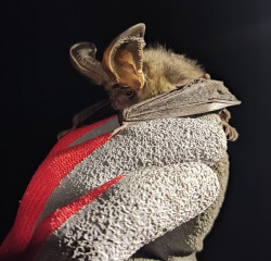 El proyecto MigraBats descubre nuevas poblaciones de murci&eacute;lagos en la Vall d`Aran (Lleida)