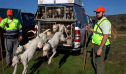 El PSOE  excluir&aacute; a perros de de caza del proyecto de ley de bienestar animal