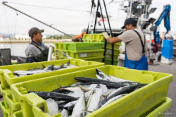 El sector pesquero alerta sobre el descenso del consumo de pescado con el nuevo decreto de comedores escolares