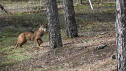 El TJUE declara ilegal la ley de Castilla y Le&oacute;n que permite cazar lobos incluso en estado de conservaci&oacute;n desfavorable