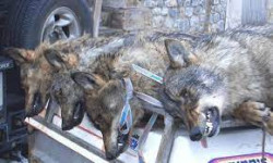 El TSJ de Cantabria confirma que el -sacrificio de lobos-  entre 2015 y 2017 fue  legal