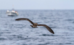 Espa&ntilde;a suma 1,7 millones de hect&aacute;reas de Red Natura 2000 en el mar y alcanza el 22,5% de superficie marina protegida