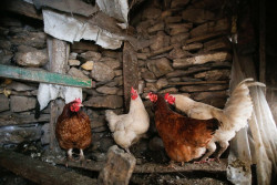 Estados Unidos confirma el primer caso grave de gripe aviar H5N1 en humanos