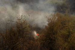 Evaluar da&ntilde;os o favorecer la regeneraci&oacute;n natural, recomendaciones de Ingenieros T&eacute;cnicos Forestales tras los incendios