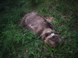 Hallado muerto en Somiedo un oso adulto radiomarcado por la Junta de Castilla y Le&oacute;n