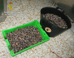 Interceptados a un santanderino 29 kilos de percebe de marisqueo ilegal en un control de veh&iacute;culos en Llanes