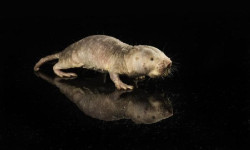 Investigadores logran que el gen de la longevidad de ratas topo desnudas prolongue la vida &uacute;til de los ratones