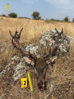 Investigan a una persona por matar y decapitar a un ciervo macho en &eacute;poca de veda en Soria