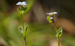 Junta confirma el redescubrimiento de la especie vegetal `Nomev&eacute;s` en Sevilla tras 42 a&ntilde;os dada por extinguida