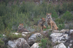 La Audiencia Nacional admite a tr&aacute;mite el recurso de CyL frente a la orden ministerial del lobo