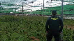 La fiscal Antidroga alerta de que Espa&ntilde;a es el primer productor de cannabis de Europa y pide mejorar su regulaci&oacute;n