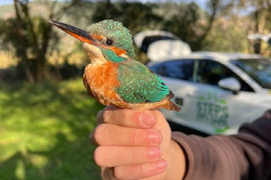La Fundaci&oacute;n Camino Lebaniego organiza este domingo en Tina Menor un anillamiento de aves
